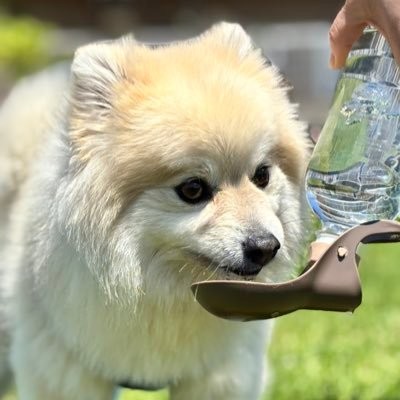 KaN Official Siteのアイコンになっている白い犬